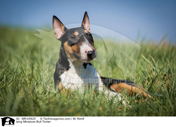 liegender Miniatur Bullterrier / lying Miniature Bull Terrier / MR-05625