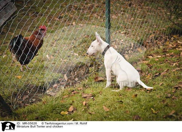 Miniatur Bullterrier und Huhn / Miniature Bull Terrier and chicken / MR-05626