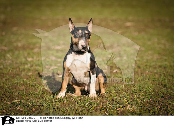 sitzender Miniatur Bullterrier / sitting Miniature Bull Terrier / MR-05630
