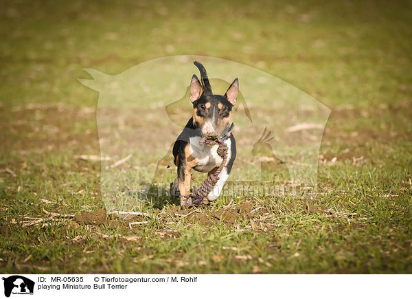 spielender Miniatur Bullterrier / playing Miniature Bull Terrier / MR-05635