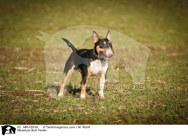 Miniatur Bullterrier / Miniature Bull Terrier / MR-05636