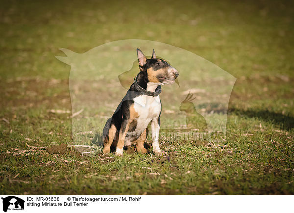 sitzender Miniatur Bullterrier / sitting Miniature Bull Terrier / MR-05638