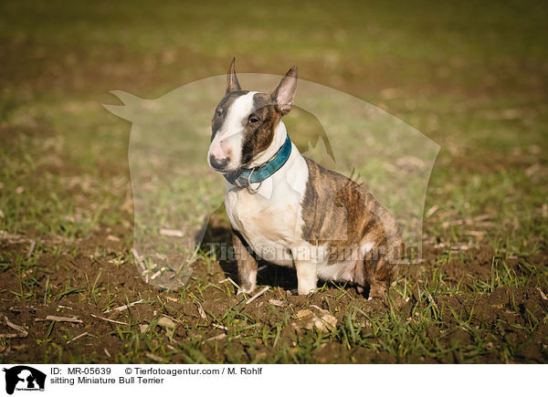 sitzender Miniatur Bullterrier / sitting Miniature Bull Terrier / MR-05639
