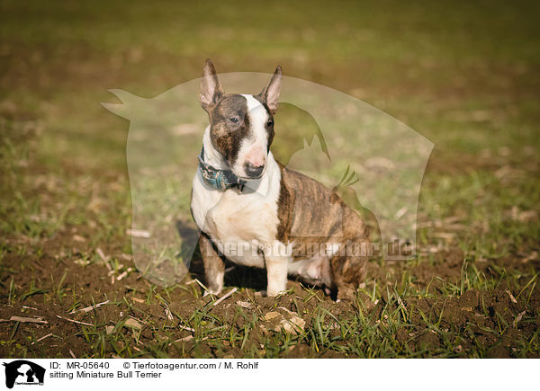 sitzender Miniatur Bullterrier / sitting Miniature Bull Terrier / MR-05640
