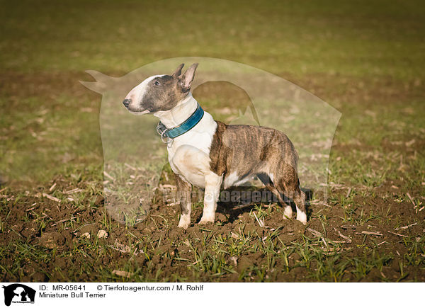 Miniatur Bullterrier / Miniature Bull Terrier / MR-05641