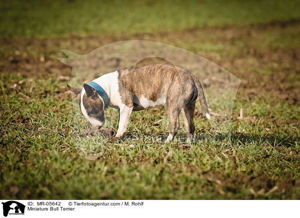 Miniatur Bullterrier / Miniature Bull Terrier / MR-05642