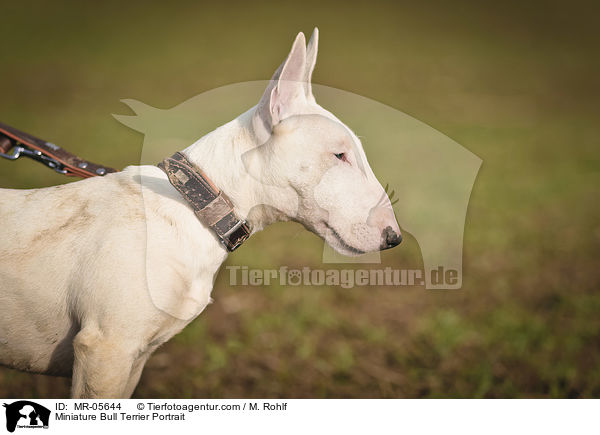 Miniatur Bullterrier Portrait / Miniature Bull Terrier Portrait / MR-05644