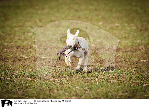 Miniatur Bullterrier / Miniature Bull Terrier / MR-05649