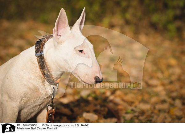 Miniatur Bullterrier Portrait / Miniature Bull Terrier Portrait / MR-05658