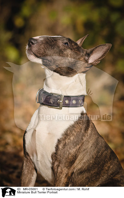 Miniatur Bullterrier Portrait / Miniature Bull Terrier Portrait / MR-05661
