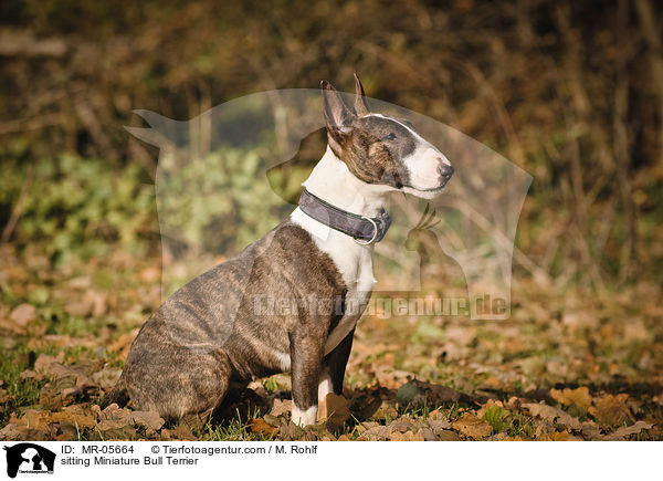 sitzender Miniatur Bullterrier / sitting Miniature Bull Terrier / MR-05664