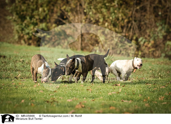 Miniatur Bullterrier / Miniature Bull Terrier / MR-05666