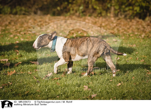 laufender Miniatur Bullterrier / walking Miniature Bull Terrier / MR-05673
