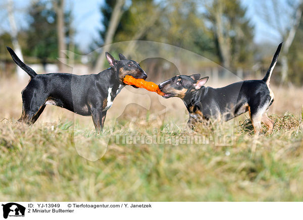 2 Miniatur Bullterrier / 2 Miniatur Bullterrier / YJ-13949