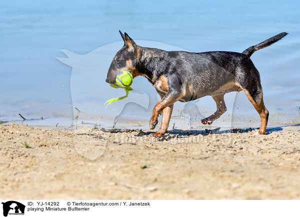 spielender Miniatur Bullterrier / playing Miniature Bullterrier / YJ-14292