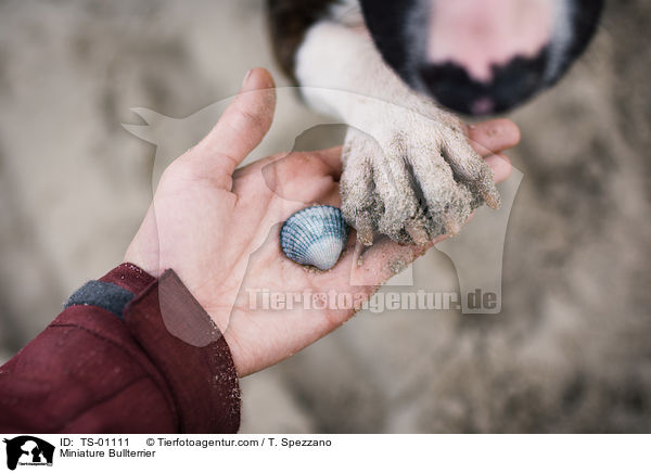 Miniatur Bullterrier / Miniature Bullterrier / TS-01111