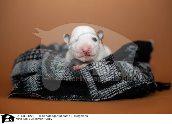 Miniatur Bullterrier Welpe / Miniature Bull Terrier Puppy / LB-01223