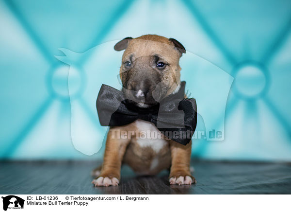 Miniatur Bullterrier Welpe / Miniature Bull Terrier Puppy / LB-01236
