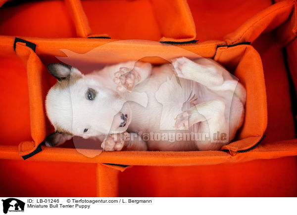 Miniatur Bullterrier Welpe / Miniature Bull Terrier Puppy / LB-01246