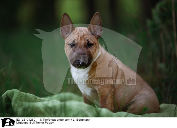 Miniatur Bullterrier Welpe / Miniature Bull Terrier Puppy / LB-01280