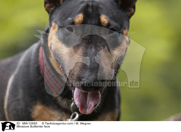 Miniatur Bullterrier Gesicht / Miniature Bullterrier face / MW-10685