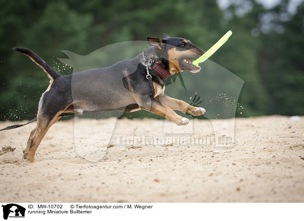 rennender Miniatur Bullterrier / running Miniature Bullterrier / MW-10702