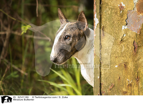 Miniatur Bullterrier / Miniature Bullterrier / SZ-01189