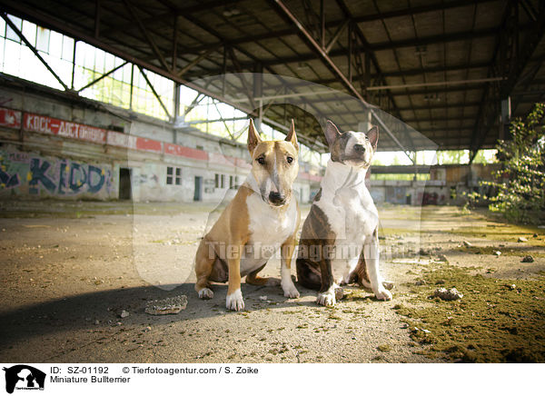 Miniatur Bullterrier / Miniature Bullterrier / SZ-01192