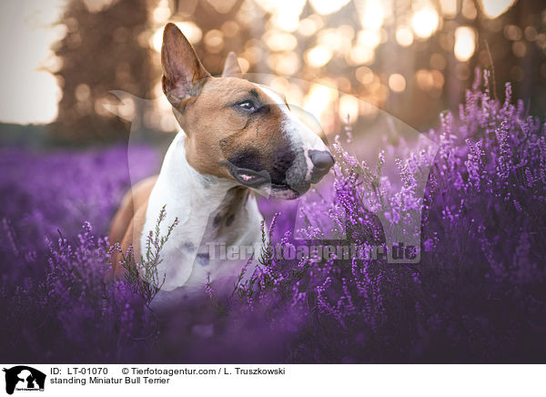 stehender Miniatur Bullterrier / standing Miniatur Bull Terrier / LT-01070