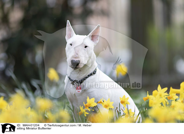 sitzender Miniatur Bullterrier / sitting Miniatur Bullterrier / MAH-01204