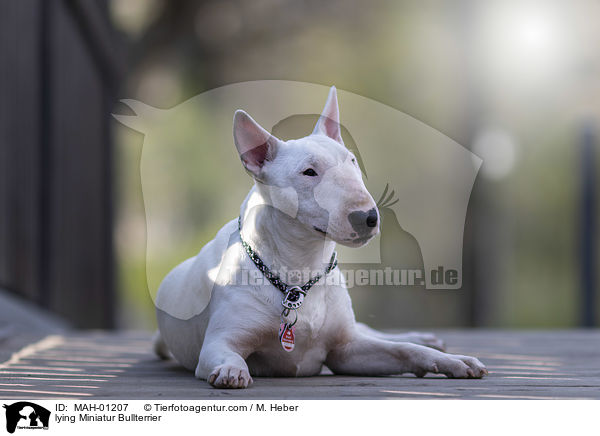 liegender Miniatur Bullterrier / lying Miniatur Bullterrier / MAH-01207