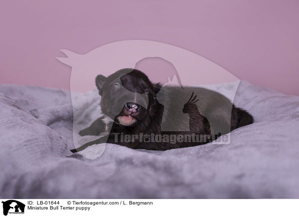 Miniatur Bullterrier Welpe / Miniature Bull Terrier puppy / LB-01644