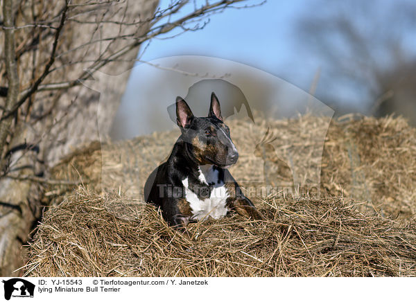 liegender Miniatur Bullterrier / lying Miniature Bull Terrier / YJ-15543