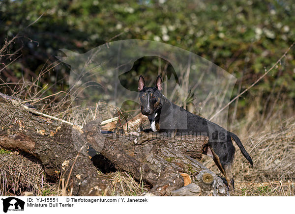 Miniatur Bullterrier / Miniature Bull Terrier / YJ-15551