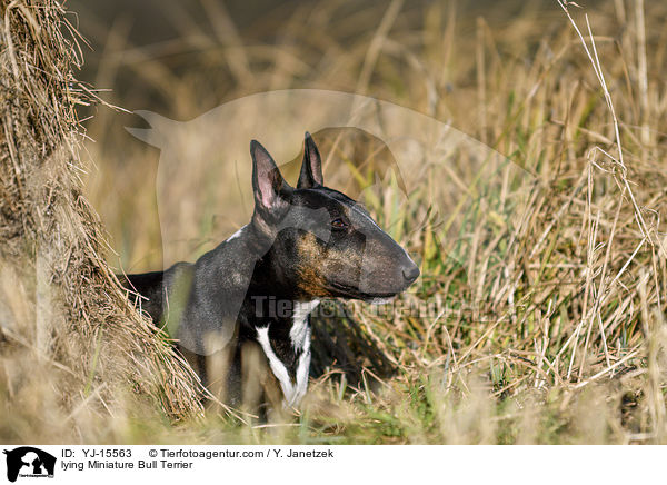 liegender Miniatur Bullterrier / lying Miniature Bull Terrier / YJ-15563