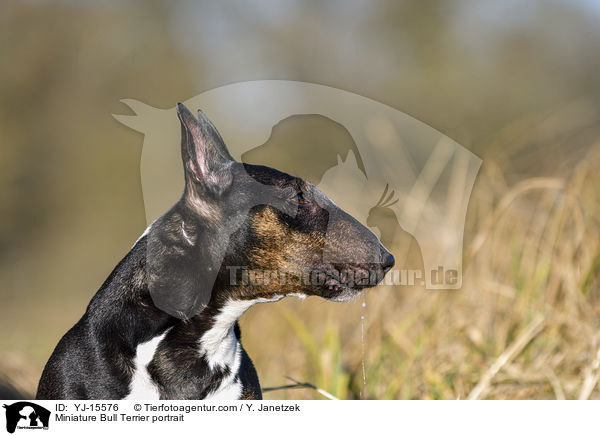 Miniatur Bullterrier Portrait / Miniature Bull Terrier portrait / YJ-15576