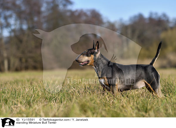 stehender Miniatur Bullterrier / standing Miniature Bull Terrier / YJ-15591