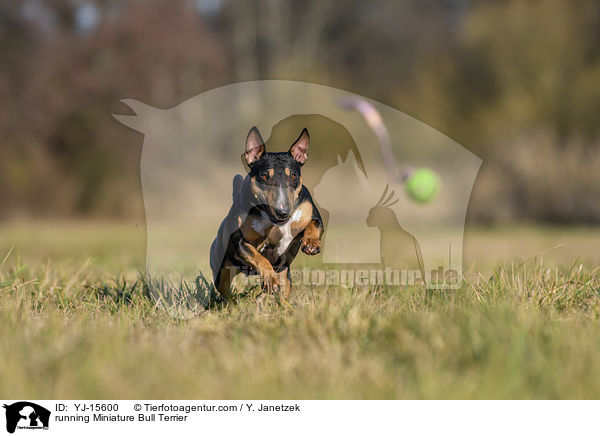 rennender Miniatur Bullterrier / running Miniature Bull Terrier / YJ-15600