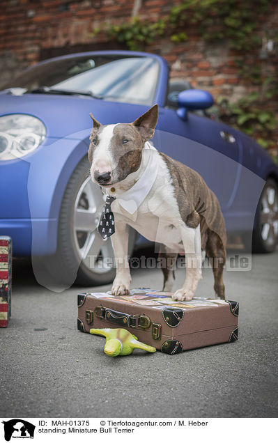 stehender Miniatur Bullterrier / standing Miniature Bull Terrier / MAH-01375