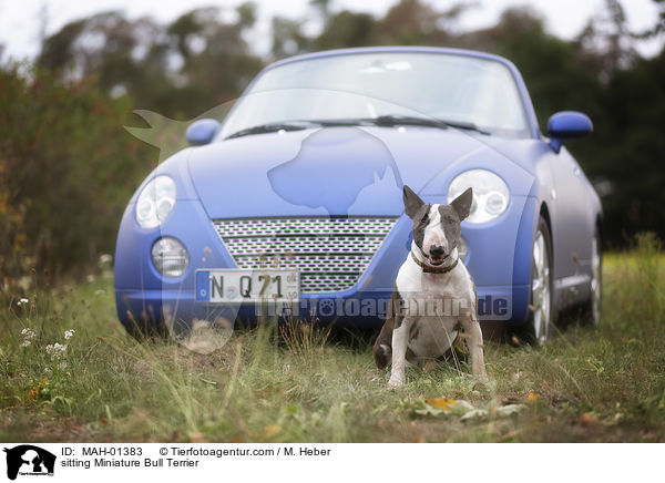 sitzender Miniatur Bullterrier / sitting Miniature Bull Terrier / MAH-01383