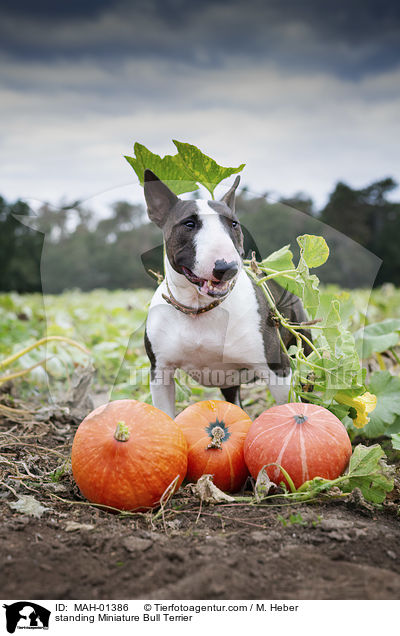 stehender Miniatur Bullterrier / standing Miniature Bull Terrier / MAH-01386