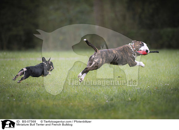Miniature Bull Terrier and French Bulldog / BS-07568