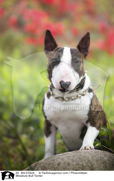 Miniatur Bullterrier / Miniature Bull Terrier / BS-07824