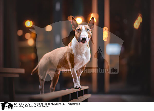 stehender Miniatur Bullterrier / standing Miniature Bull Terrier / LT-01272