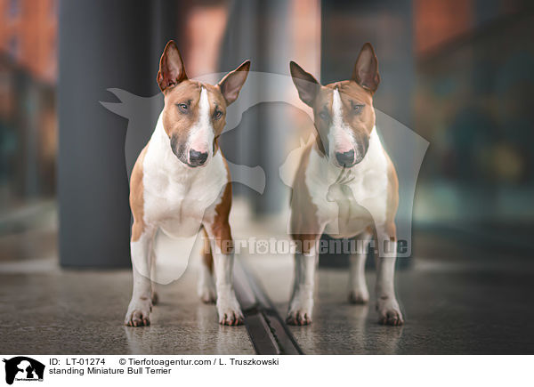 stehender Miniatur Bullterrier / standing Miniature Bull Terrier / LT-01274