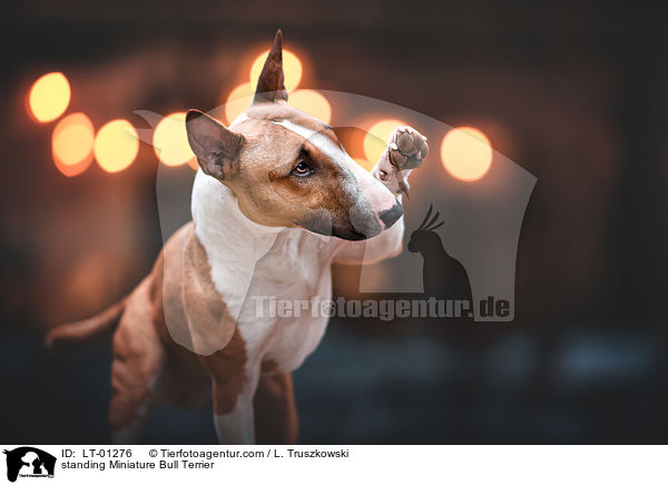 stehender Miniatur Bullterrier / standing Miniature Bull Terrier / LT-01276