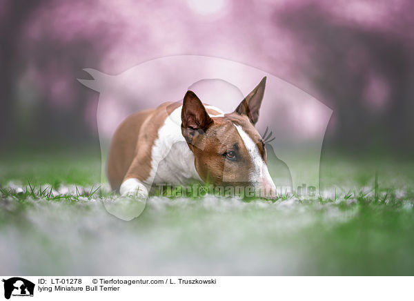 liegender Miniatur Bullterrier / lying Miniature Bull Terrier / LT-01278