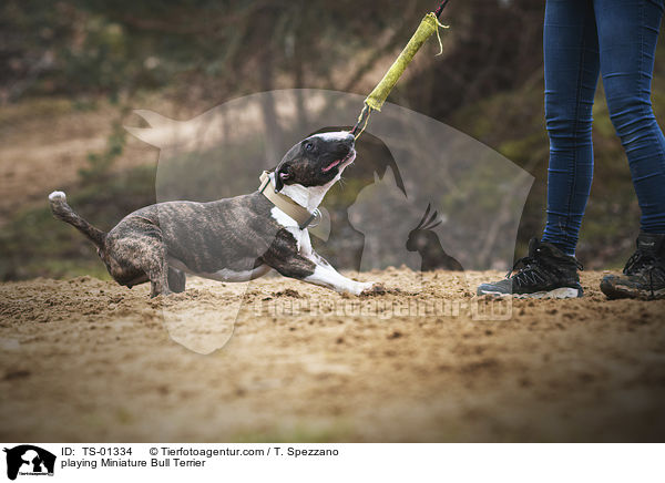 spielender Miniatur Bullterrier / playing Miniature Bull Terrier / TS-01334