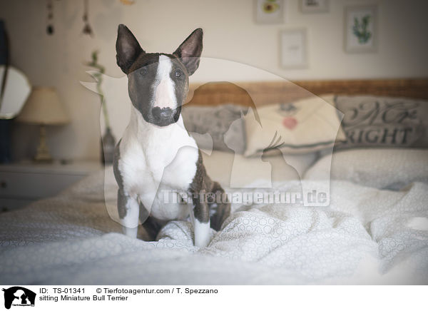 sitzender Miniatur Bullterrier / sitting Miniature Bull Terrier / TS-01341