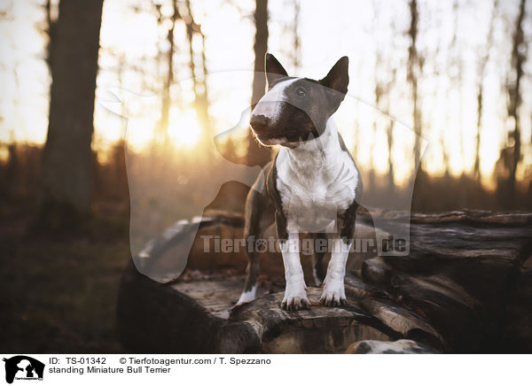 stehender Miniatur Bullterrier / standing Miniature Bull Terrier / TS-01342